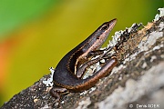 DSC_7576 Mabuya sechellensis Seychelle Mabuya Skink_tn